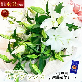 【最高評価4.95獲得】カサブランカ 花束 3本 12輪以上 東京銀座クオリティ 翌日配送13時まで受付 配送 送料無料 花 生花 ユリの女王 大輪 白ゆり 白百合 おしゃれ ほぼ蕾でお届け 誕生日 記念日 プレゼント ギフト お祝い 母 妻 嫁 奥さん 恋人 恩師 先生 長持ち 切花 お供え