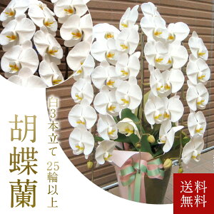 Ӓ  3{  3~ D 25ֈȏm ڂݍ  90cm x  50cm  2025 v[g Mtg nEB nEC NX}X  R`E 傤  