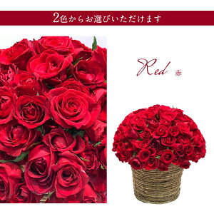 IׂԐF [Yh[ ̃o AWg 4 Jo[TCY V_[oXPbg a25cm  2025  NX}X   yV o ԑ j  v[