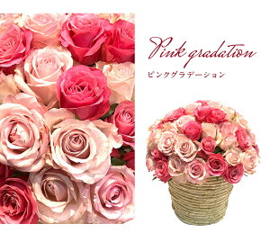 IׂԐF [Yh[ ̃o AWg 4 Jo[TCY V_[oXPbg a25cm  2025  NX}X   yV o ԑ j  v[