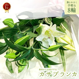 銀座のカサブランカ 花束 2本 8輪以上 配送 クリスマス 送料無料 送料込み 楽天 あす楽13時まで 花 2025 生花 白ユリの女王 カサブランカ 大輪白ユリ 白ゆり 白百合 ほぼ蕾でお届け お届け日指定 誕生日 プレゼント ギフト お祝い