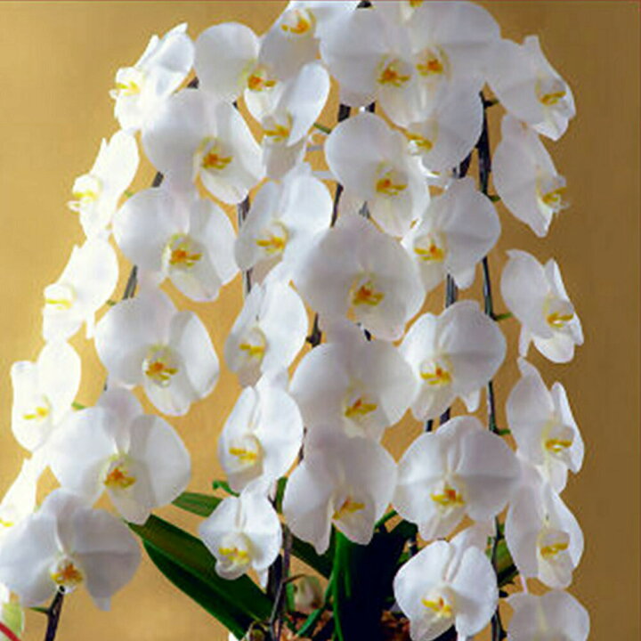 楽天市場 胡蝶蘭 3本立ち お祝い 3万円 色選択 法人 ギフト 送料無料 あす楽対応 円 売れてる 銀座の胡蝶蘭 コチョウラン 開店 御祝 お祝 上場祝 花 就任祝 花とワインギフト銀座東京フラワー