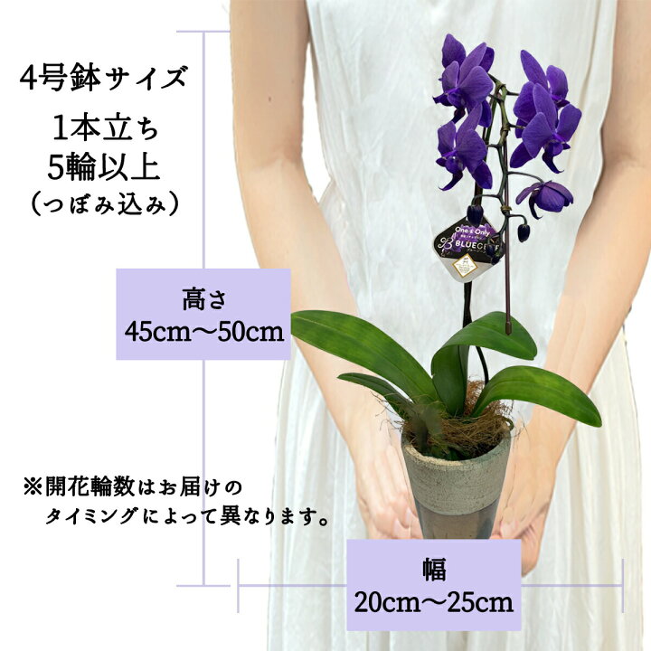 楽天市場】【 世界初！天然の青色 胡蝶蘭 】 ブルージーン Blue Gene 1  