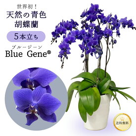 【豪華な5本立ち！天然の青色胡蝶蘭】 ブルージーン bluegene 5本立 6号 ファレノプシス 送料無料 5日後以降指定可 花 鉢 お祝い 洋らん 長寿 古希 喜寿 開店 祝い 開院 開業祝 移転 就任 御祝 移転 出店 オープン 叙勲 誕生日 母の日 父の日 プレゼント ギフト