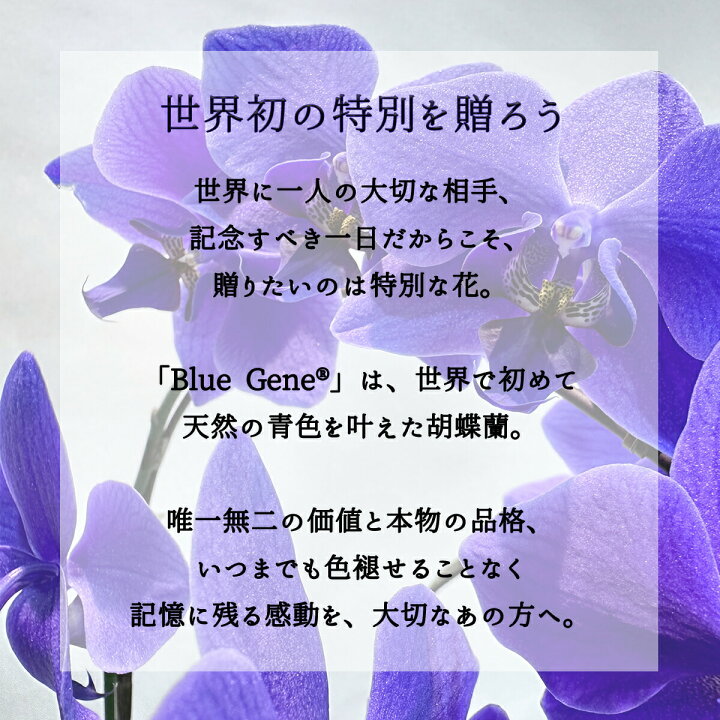 楽天市場】【 世界初！天然の青色 胡蝶蘭 】 ブルージーン Blue Gene 1 