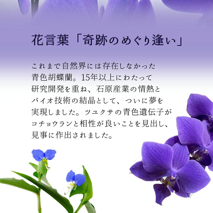 楽天市場】【 世界初！天然の青色 胡蝶蘭 】 ブルージーン Blue Gene 1 