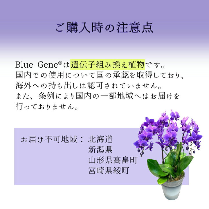 楽天市場】【 世界初！天然の青色 胡蝶蘭 】 ブルージーン Blue Gene 1 