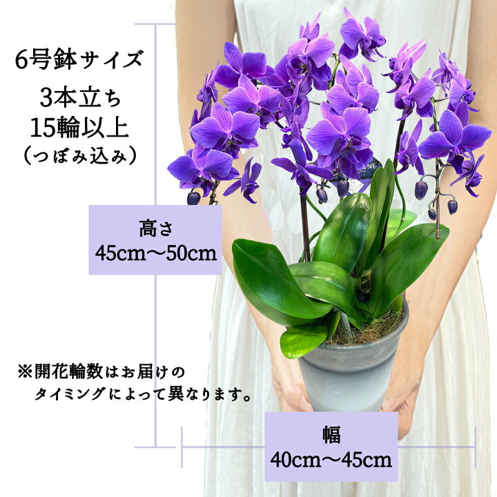 楽天市場】【 世界初！天然の青色 胡蝶蘭 】 ブルージーン Blue Gene 1  