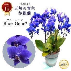 【 世界初！天然の青色胡蝶蘭 】 ブルージーン bluegene 3本立 6号 ファレノプシス 送料無料 5日後以降指定可 花 鉢 お祝い 蘭 洋らん 長寿 古希 喜寿 開店 祝い 開院 開業 祝 就任 御祝 移転 出店 新店 オープン 叙勲 誕生日 母の日 父の日 プレゼント ギフト