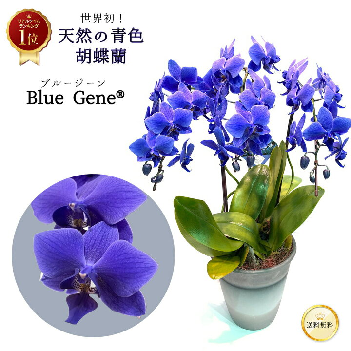 楽天市場】【 世界初！天然の青色 胡蝶蘭 】 ブルージーン Blue Gene 1 