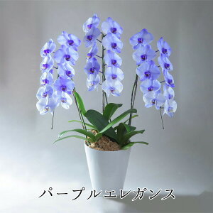 �Ӓ��� �G���K���X�V���[�Y ���ߗ� �i��ɂ���Ă��͂��܂�14���ȏ� �y�����o�� �N���X�}�X ���l�� �������� �u���[�G���K���X �p�[�v�� �}�����u���[ ���Ӓ��� ����̌Ӓ��� ���j�� �J�X