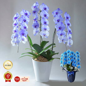 胡蝶蘭 エレガンスシリーズ 染め蘭 品種によってお届けまで14日以上 土日も出荷 クリスマス 送料無料 ブルーエレガンス パープル マリンブルー 青い胡蝶蘭 銀座の胡蝶蘭 お祝い 開店 御祝 お祝 上場祝 花 2025 プレゼント ギフト 就任祝 冬季配送不可地域あり