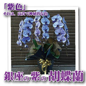 楽天市場 紫 胡蝶蘭の通販