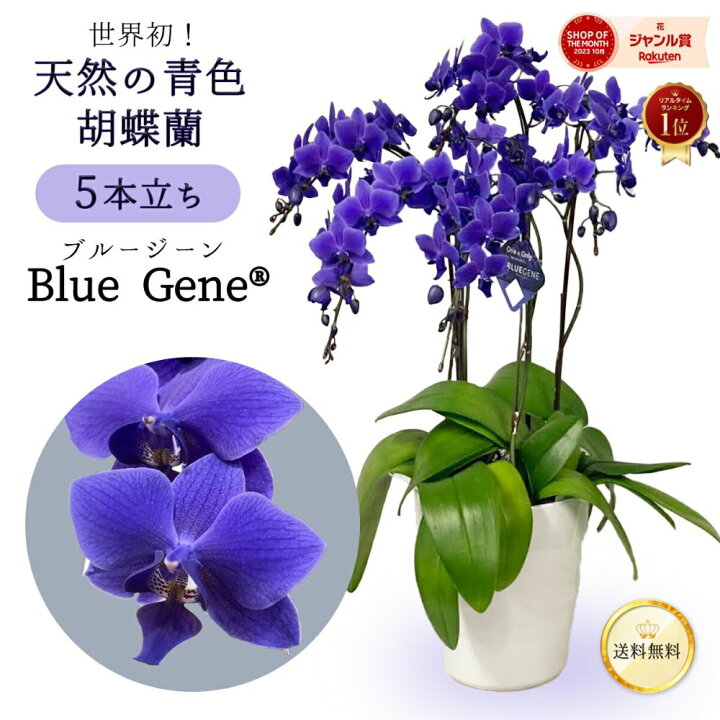 楽天市場】【 世界初！天然の青色 胡蝶蘭 】ブルージーン Blue Gene 1  