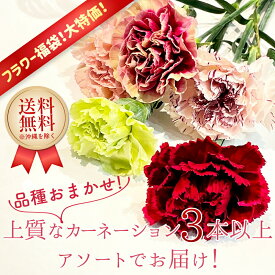楽天市場 カーネーション 品種の通販 楽天市場 カーネーション 品種の通販