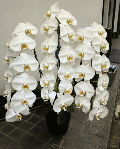 Ӓ 3{  25000~ 30ֈȏI NX}X ubNtCf[  3{  3{  j JX j j j  2025 ACj v[g Mtg