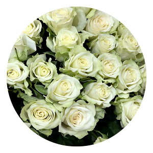 ̂ubN{bNX o ԑ Iׂ ݑ ܂ O[ NX}X X[p[Z[  yo KN  2025   v|[Y v[g Mtg a