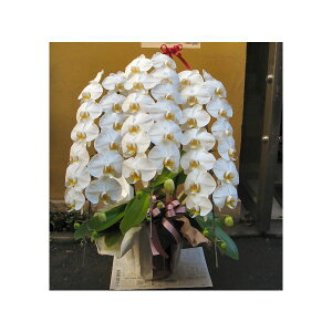 Ӓ 3{ ō 40֒x  2025 NX}X X[p[Z[  j JX j j j ACj v[g Mtg