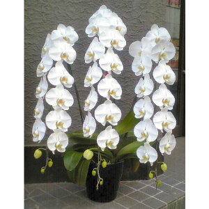 Ӓ 3{  O 35ֈȏ  90cm  60cm 3~ nEB nEC NX}X  j JX j j j  2025 ACj v[g Mtg