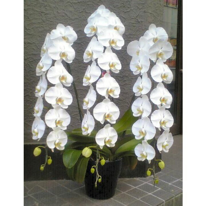 楽天市場 胡蝶蘭 3本立 白 ロング35輪以上 3万円 送料無料 お祝い 開店 御祝 お祝 上場祝 花 就任祝 冬季配送不可地域あり 花とギフト銀座東京フラワー
