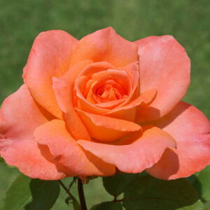 yg_璼Iz oc 2N劔 4 AoT_[ Hybrid tea Roses A1236 KNc Ɨp Ԗ NX}X ubNtCf[ 5̂  2025 v[g Mtg
