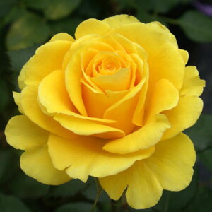 y11{` g_璼Iz Hc oc 2N劔 4 GS Hybrid tea Roses A1240 KNc Ɨp Ԗ nEB nEC NX}X  2025 v[g Mtg