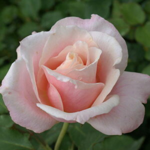 y11{` g_璼Iz oc 2N劔 4 ICX^[p[ Hybrid tea Roses A1241 KNc Ɨp Ԗ nEB nEC NX}X  2025 v[g Mtg