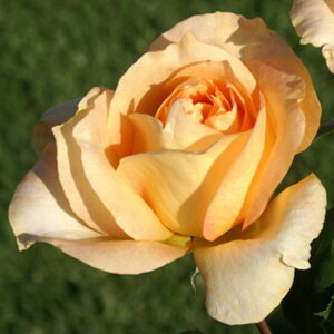 yg_璼Iz oc 2N劔 4 JTm@ Hybrid tea Roses A1242 KNc Ɨp Ԗ NX}X ubNtCf[  2025 v[g Mtg