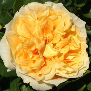 yg_璼Iz oc 2N劔 4 N[{AWF Floribunda Roses A1243 KNc Ɨp Ԗ NX}X ubNtCf[  ps2201 2025 v[g Mtg
