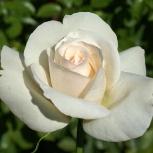 y11{` g_璼IzHc oc 2N劔 4 O[gm[X Hybrid tea Roses A1246 KNc Ɨp Ԗ nEB nEC NX}X  2025 v[g Mtg