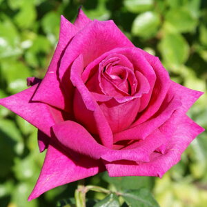 y11{` g_璼IzHc oc 2N劔 4 X~[ Hybrid tea Roses A1250 KNc Ɨp Ԗ nEB nEC NX}X  2025 v[g Mtg