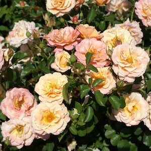 yg_璼Izoc 2N劔 4 fCg&gEV Climbing Roses A1253 NC~O [Y KNc Ɨp Ԗ NX}X ubNtCf[  p 2025 v[g 