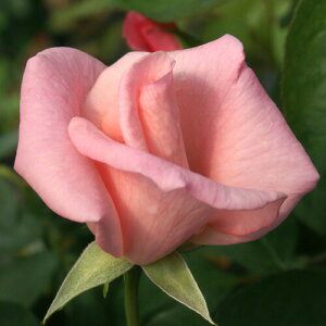 yg_璼Iz oc 2N劔 4 nCz[vX Climbing Roses A1255 NC~O [Y KNc Ɨp Ԗ NX}X ubNtCf[  p 2025 v[g Mt