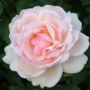 yg_璼Iz oc 2N劔c tBKpi[T hBbN Vu 4 A1257 KNc Ɨp Ԗ NX}X ubNtCf[  2025 v[g Mtg