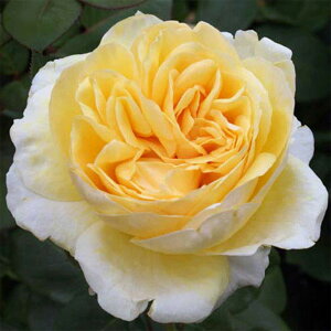yg_璼Iz oc 2N劔 4 xb fB g[fB Hybrid tea Roses A1258 KNc Ɨp Ԗ NX}X ubNtCf[  2025 v[g Mtg