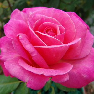 yg_璼Iz oc 2N劔 4 }NR[v} Hybrid tea Roses A1260 KNc Ɨp Ԗ NX}X ubNtCf[  2025 v[g Mtg