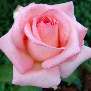 yg_璼Iz oc 2N劔 4 At@~[ Hybrid tea Roses A1262 KNc Ɨp Ԗ NX}X ubNtCf[ 5̂  2025 v[g Mtg