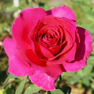 y11{` g_璼Iz Hc oc 2N劔 4 iq[S Hybrid tea Roses A1264 KNc Ɨp Ԗ nEB nEC NX}X  2025 v[g Mtg