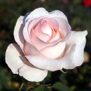 y11{` g_璼Iz Hc oc 2N劔 4 |[Z Hybrid tea Roses A1281 KNc Ɨp Ԗ nEB nEC NX}X  2025 v[g Mtg