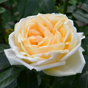 y11{` g_璼Iz Hc oc 2N劔 4 ReXIuEFZbNX Hybrid tea Roses B1149 KNc Ɨp Ԗ nEB nEC NX}X  2025 v[