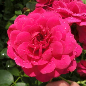 y11{` g_璼Iz Hc oc 2N劔 4 tJtX Climbing Roses B1150 KNc Ɨp Ԗ NX}X ubNtCf[  p  N 2025 v