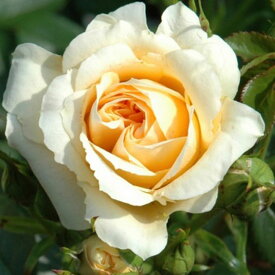 秋苗 バラ苗 2年大株 4号 スイートメモリーズ Floribunda Roses B1157 自家用 花無し株 送料無料