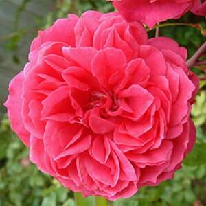 y11{` g_璼Iz oc 2N劔 4 ACo[Y [Y Climbing Roses B1165 KNc Ɨp Ԗ NX}X  p  N 2025 v[g Mtg