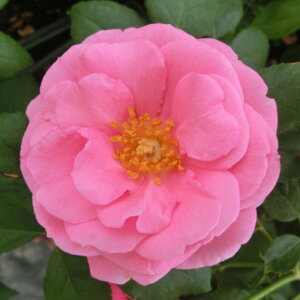 y11{` g_璼IzHc oc 2N劔 4 CfBAiC Floribunda Roses B1166 KNc Ɨp Ԗ nEB nEC NX}X  2025 v[g Mt