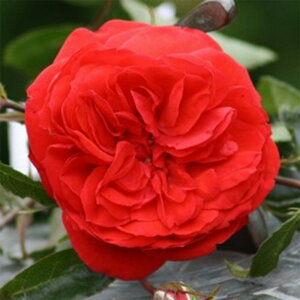 y11{` g_璼Iz oc 2N劔c bh^[fC(S) s[^[r[Y 4 B1174 KNc Ɨp Ԗ nEB nEC NX}X  2025 v[