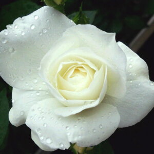 yg_璼Iz oc 2N劔 4 CLACXo[O Climbing Roses C0366 NC~O [Y KNc Ɨp Ԗ NX}X  2025 v[g Mtg