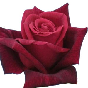 yg_璼Izoc 2N劔 4 CLppCA Climbing Roses C0368 NC~O [Y KNc Ɨp Ԗ NX}X ubNtCf[  2025 v[g Mtg