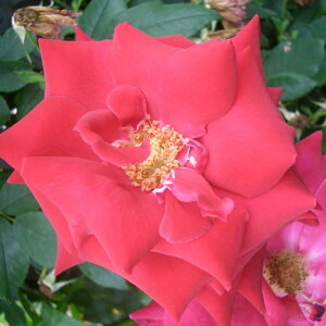 yg_璼Izoc 2N劔 4 ANEH^[ Climbing Roses C0375 NC~O [Y NX}X |CgobN  2025 v[g Mtg