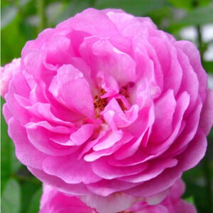 yg_璼Iz oc 2N劔 4 GNZctHV[xg Climbing Roses C0378 NC~O [Y NX}X |CgobN  2025 v[g Mtg