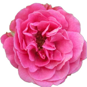 yg_璼Iz oc 2N劔 4 GXz Climbing Roses C0380 NC~O [Y KNc Ɨp Ԗ NX}X ubNtCf[  2025 v[g Mtg